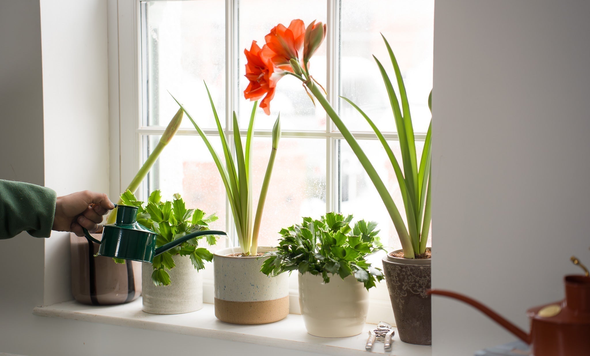How to keep your festive houseplants flourishing all year