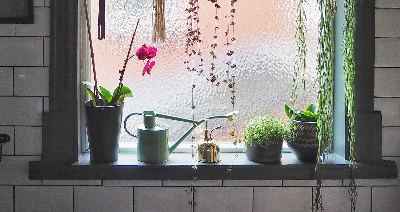 How I Houseplant