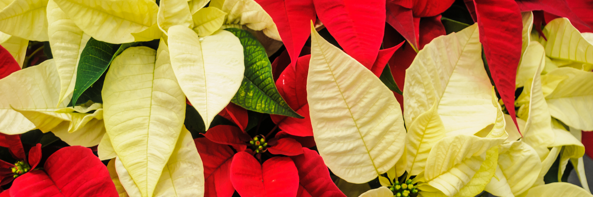 The Festive Poinsettia - Our guide to keeping them alive this Christmas