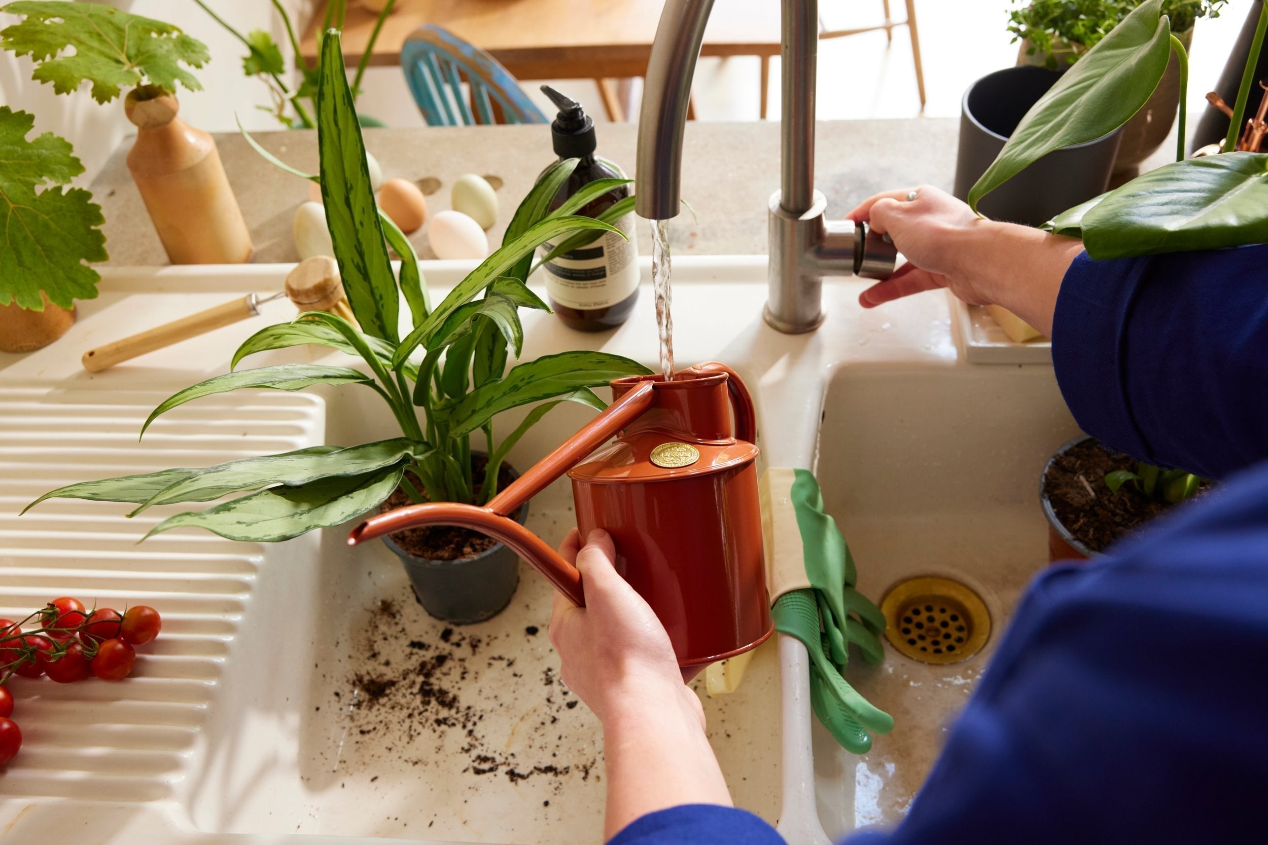 Summer houseplant care: everything you need to know
