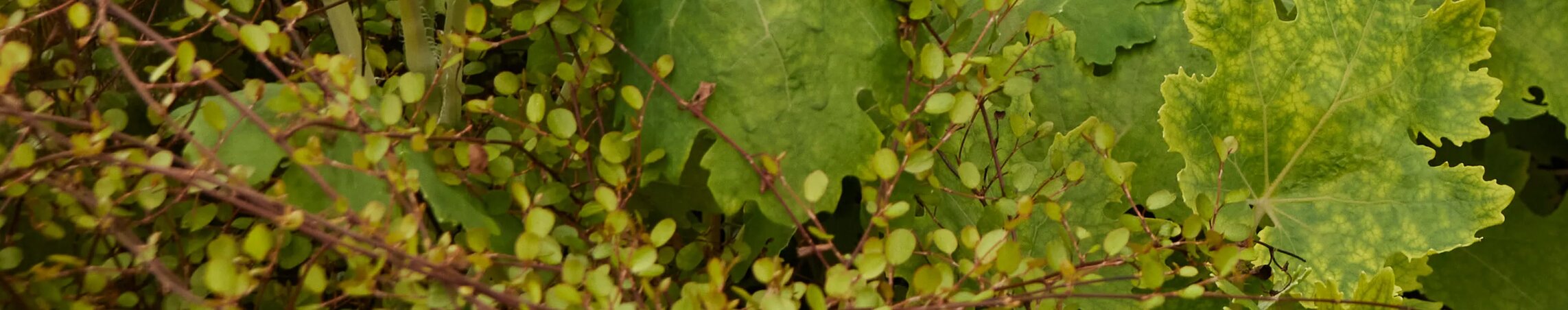 Leafy Greens

