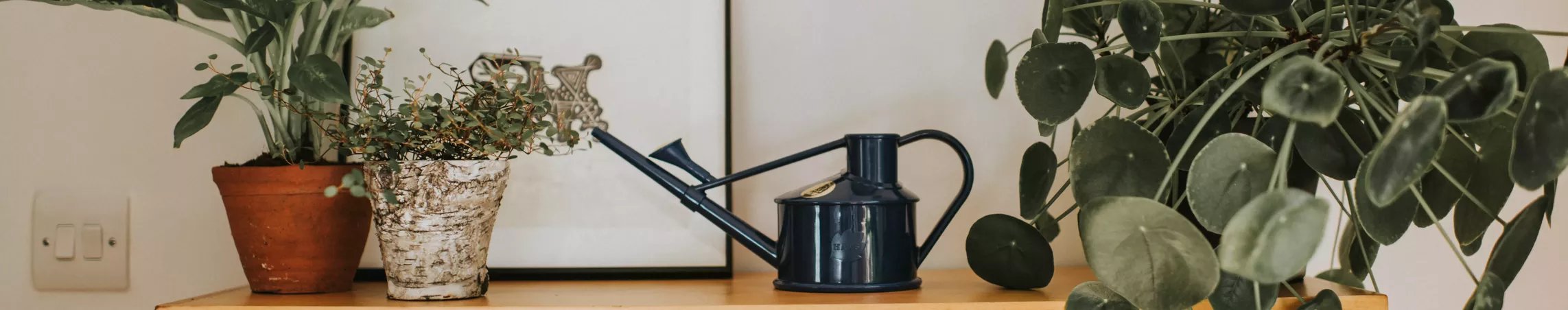 Indoor plastic watering cans
