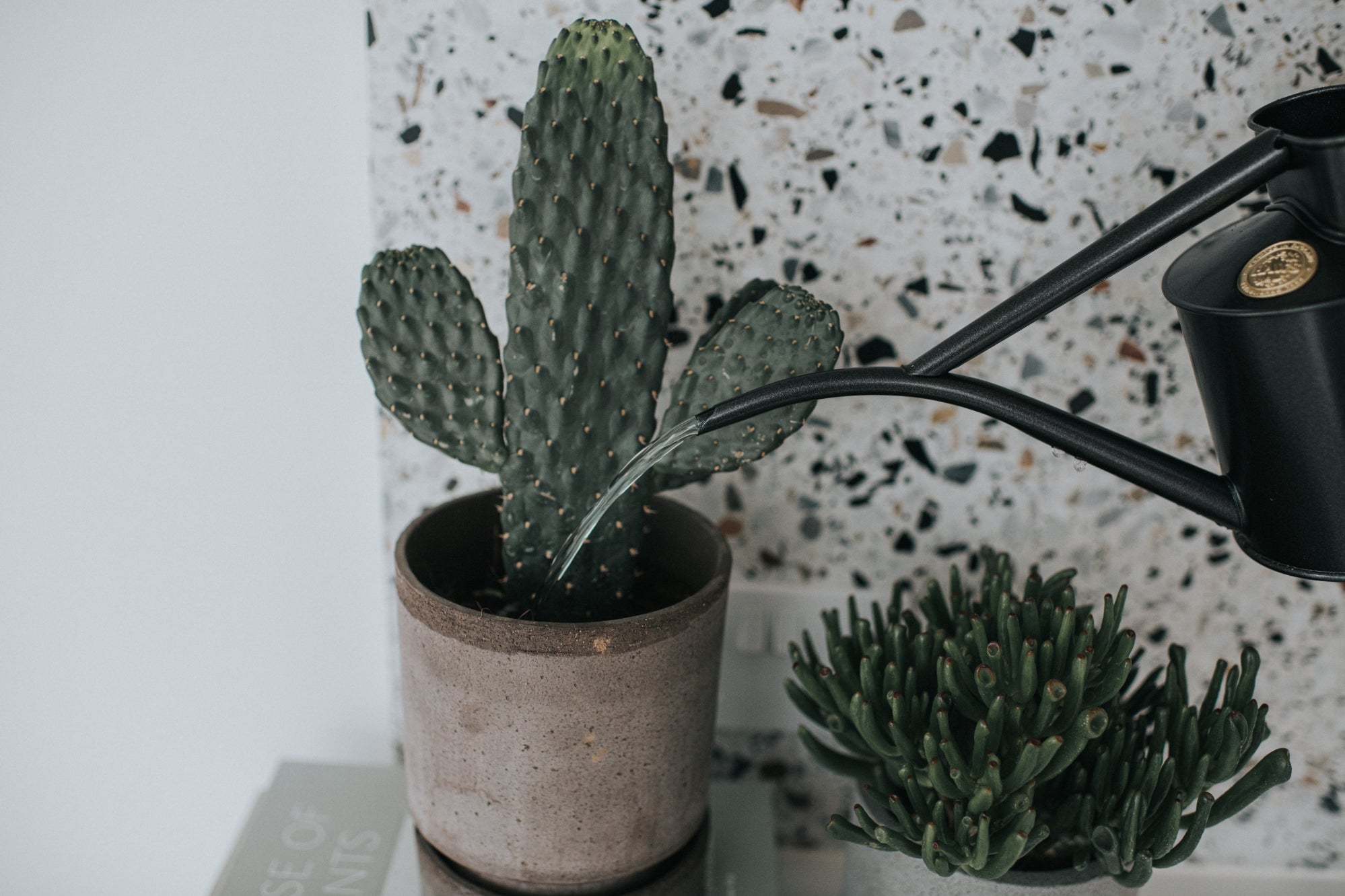 The Fazeley Flow - Houseplant Set - Graphite & Brass - Two Pint