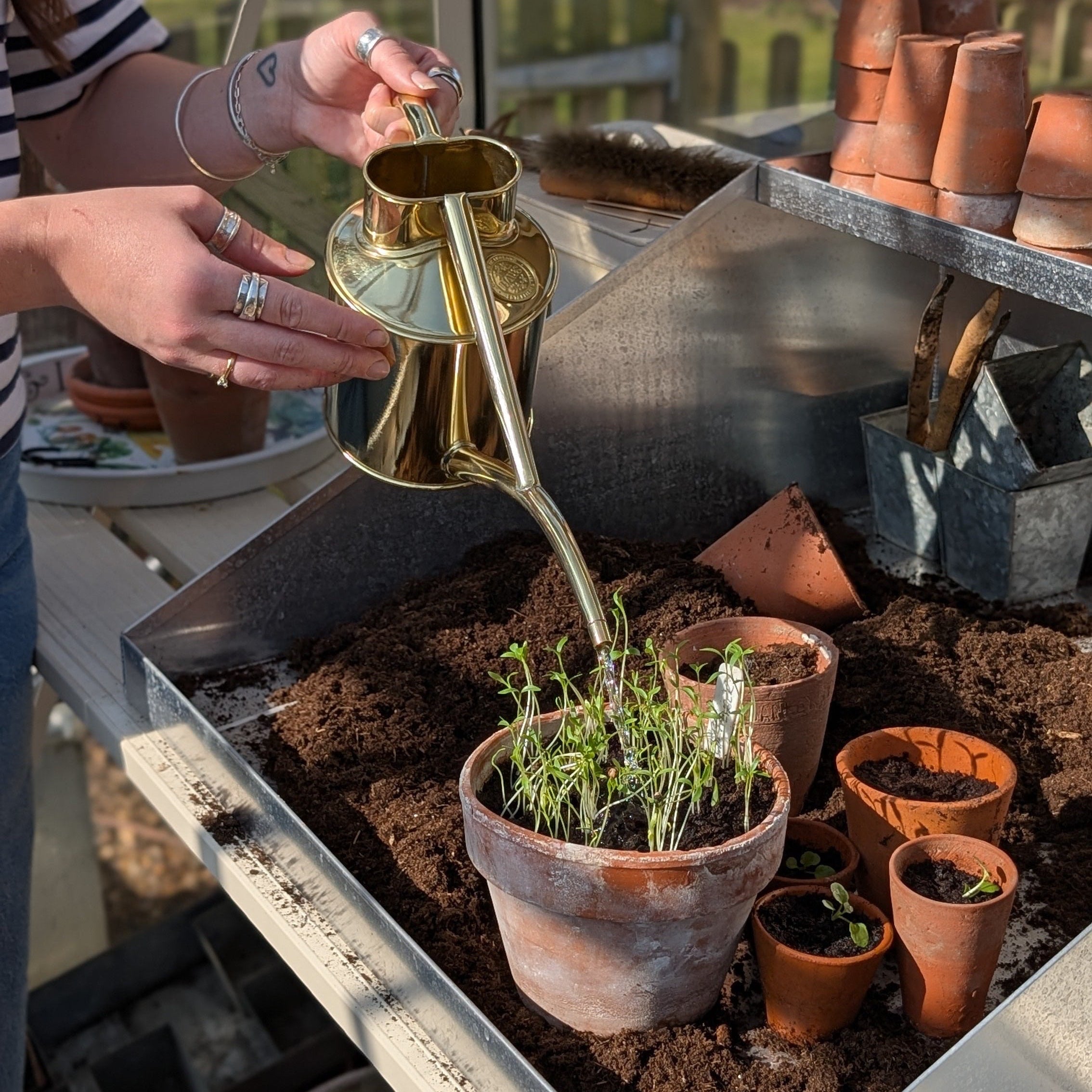Person watering plants in small pots with a gold/brass watering can on a table in a greenhouse.