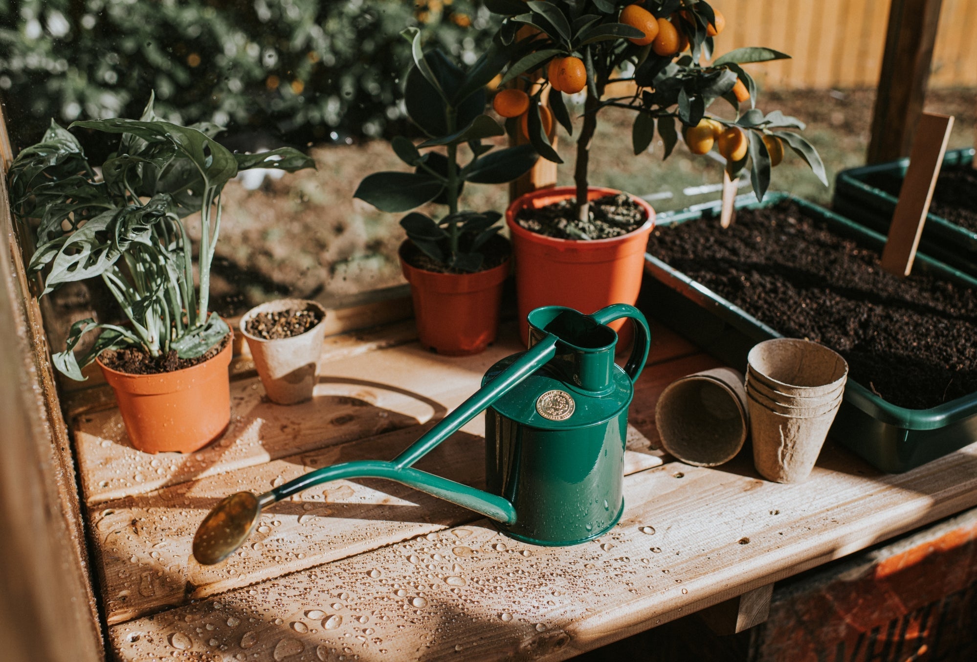 The Rowley Ripple - Houseplant Set - Green & Brass - Two Pint